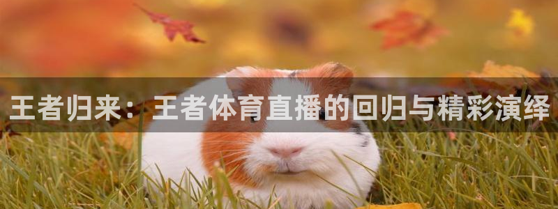 上海劲爆体育在线直播：王者归来：王者体育直播的回归与精彩演绎